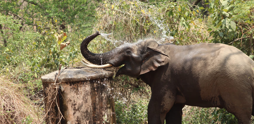 Kabini